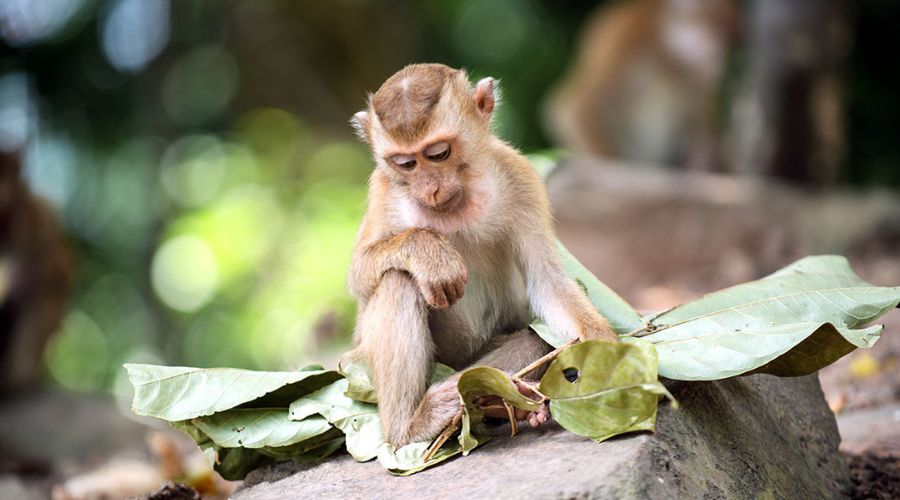 La Posizione del Monkey Mountain - Collina di Khao Takiab