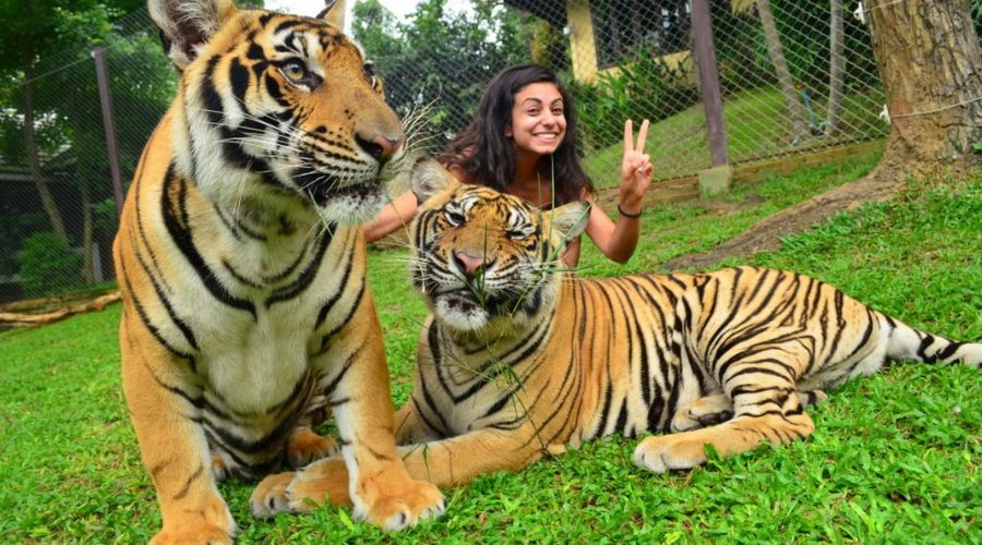 Il Regno delle Tigri: Un'Esperienza Selvaggia da Ricordare a Chiang Mai