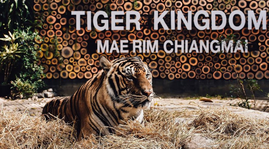 the-tiger-kingdom-2