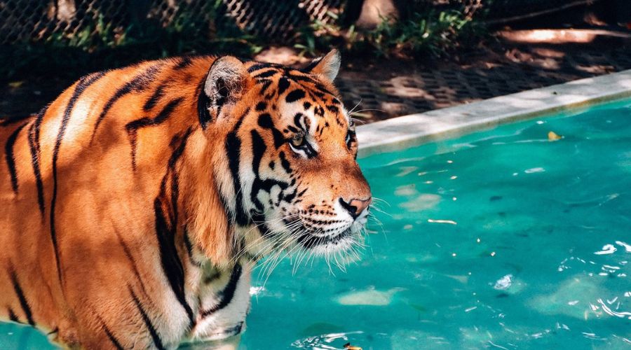 the-tiger-kingdom-3