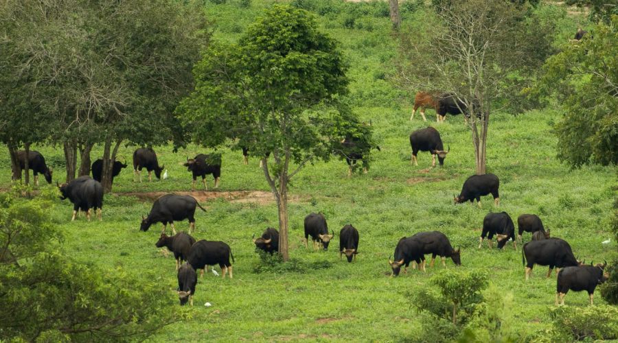 La Storia del Parco Nazionale di Kui Buri