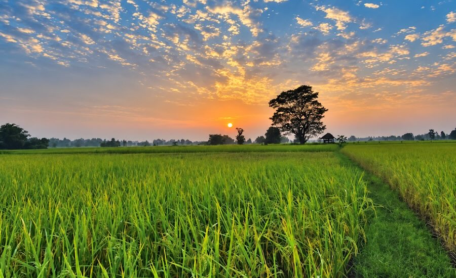 Tramonto sulle risaie della campagna dell'Isan