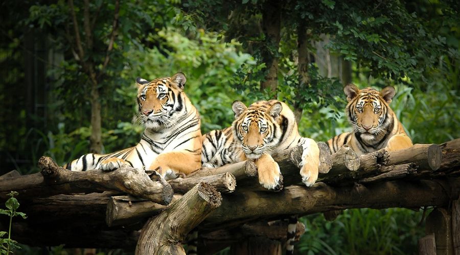  Cos'è il Safari Notturno di Chiang Mai