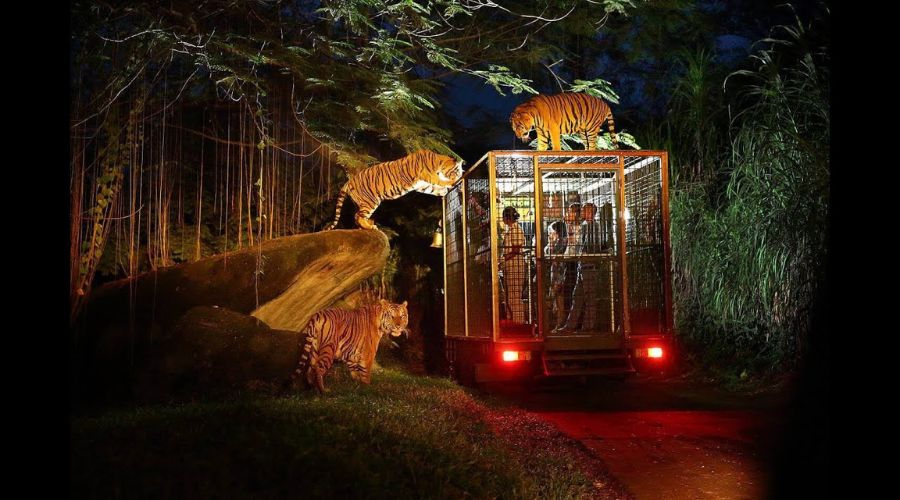 Nel Safari Notturno di Chiang Mai, possiamo trovare anche alcuni spettacoli di animali divertenti