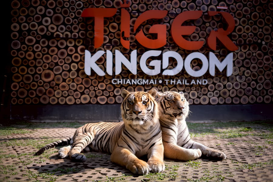 L'ingresso principale e i recinti spaziosi del Regno delle Tigri a Chiang Mai.