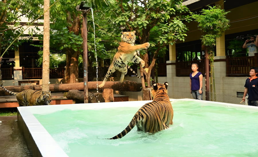Una tigre che compie un salto spettacolare sull'acqua al Tiger Kingdom