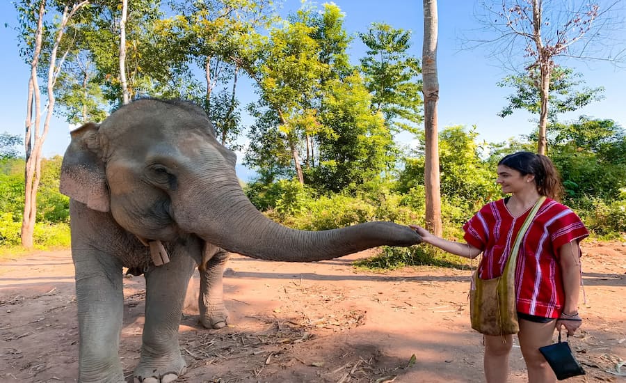 un elefante nel santuario etico a Chiang Mai