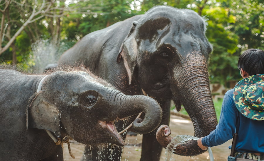 Gli elefanti in un santuario naturale a Kanchanaburi