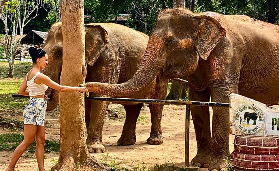 Elefanti che camminano liberamente in un santuario protetto a Phuket