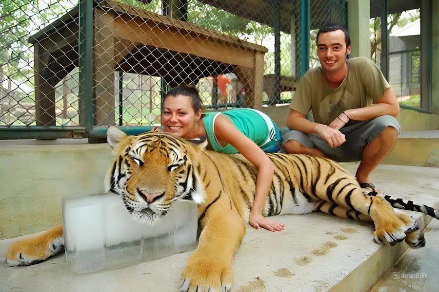 Turisti che posano e accarezzano in sicurezza una grande tigre al Regno delle Tigri a Chiang Mai.