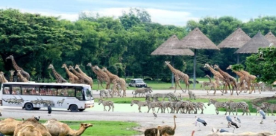 Giorno 3: Bangkok - Safari World (B,L)