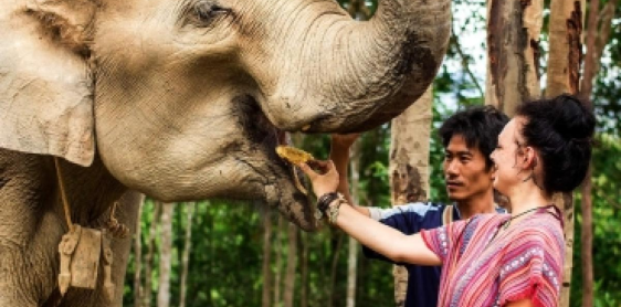 Giorno 7: Chiang Mai - Elephant Jungle Sanctuary (B, L)