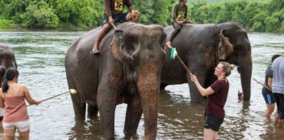 Giorno 4: Kanchanaburi - Elephant World (B, L)