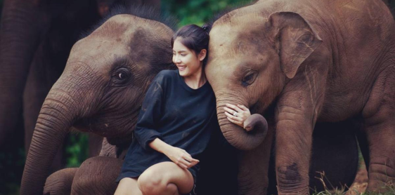 Giorno 10: Chiang Mai - Santuario dell'Elefante nella Giungla - Treno notturno per Bangkok (B, L)