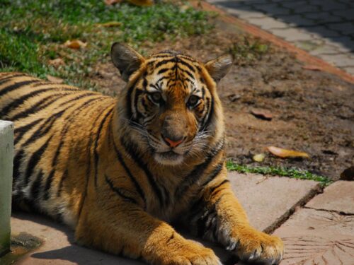 Il Regno delle Tigri: Un’Esperienza Selvaggia da Ricordare a Chiang Mai 2023